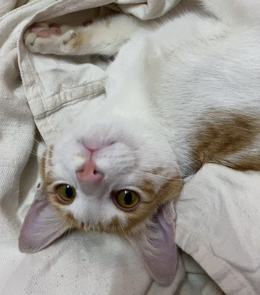 A photo of Noodel, Shamita's cat